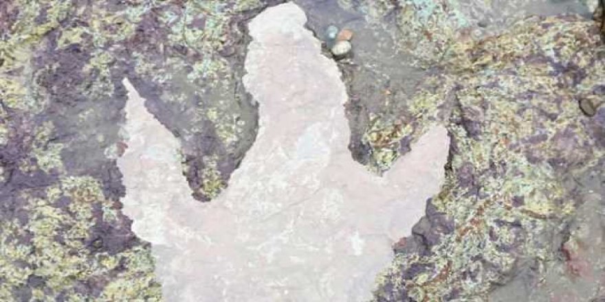 Fırtına 130 milyon yıllık dinozor ayak izini ortaya çıkarttı