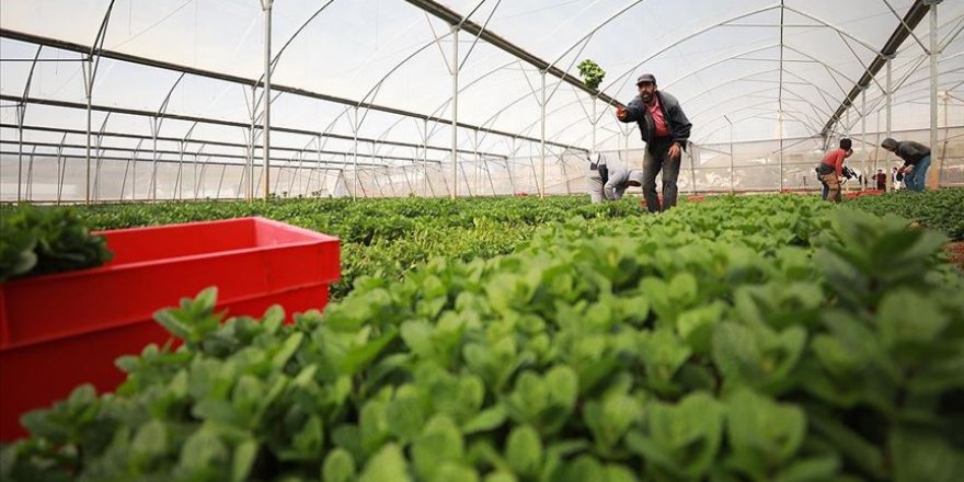 İsrail'in Filistin tarım ürünlerinin ihracatını engellemesi ekonomide yıkıma neden olabilir