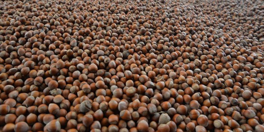 TMO kabuklu fındık satışına 2 Mart'ta başlayacak