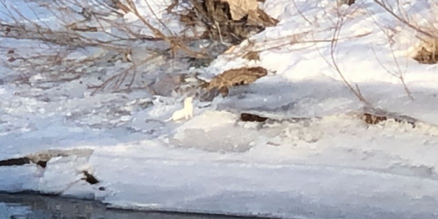 Beyaz gelincik Kars'ta görüntülendi