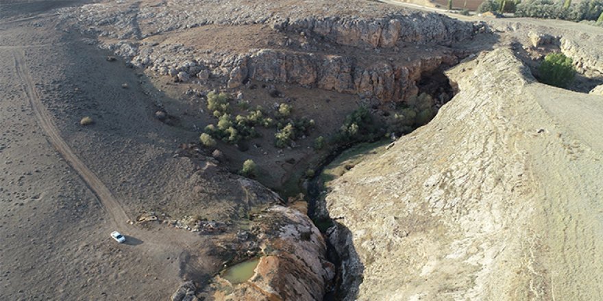 Dünyada nadir görülüyordu, koruma atına alındı