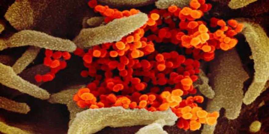 Virüs ile mücadelede alınması gereken 10 basit önlem