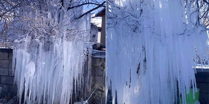 Buz tutan ağacı gören vatandaşlar şaşkınlığını gizleyemedi