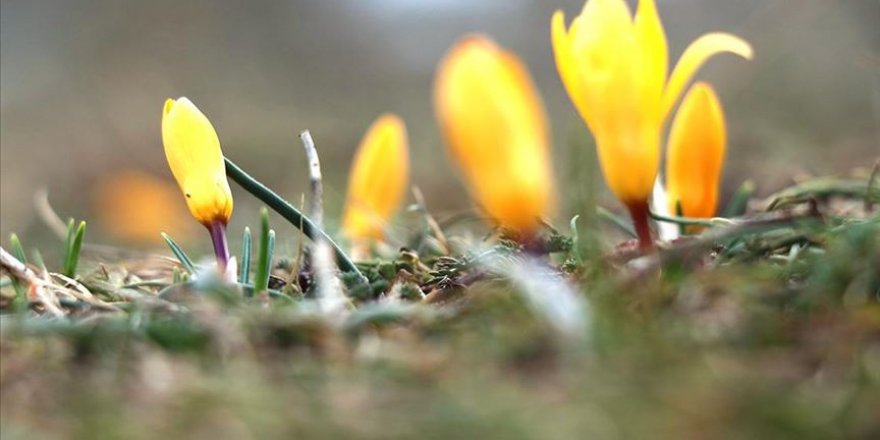 Baharın müjdecisi çiğdemler çiçek açtı