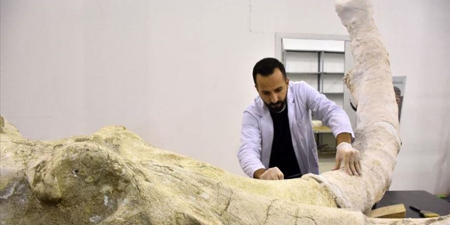 7,5 milyon yıllık fosiller ince işçilikle sergiye hazırlanıyor