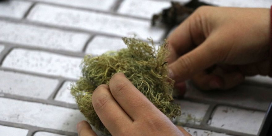 "İklim değişikliği Antarktika'yı yeşillendiriyor"