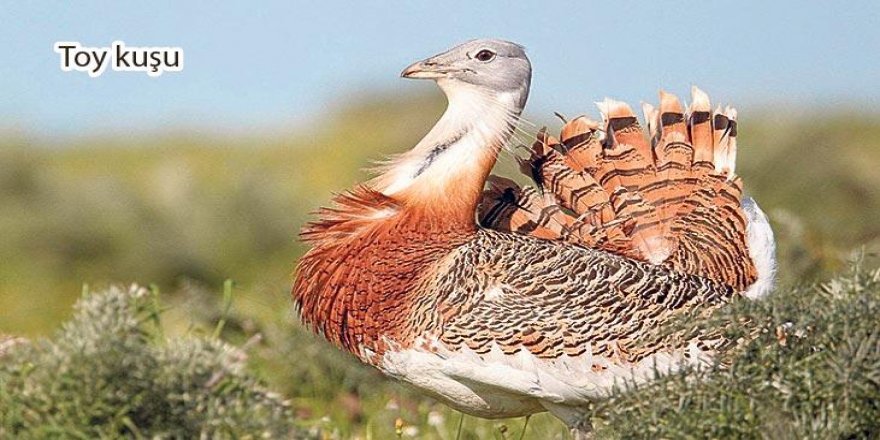 Toy Kuşu avcılığına 7 bin TL ceza