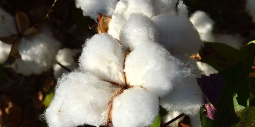 Koronavirüs salgını nedeniyle Türk pamuğuna talebin artması bekleniyor