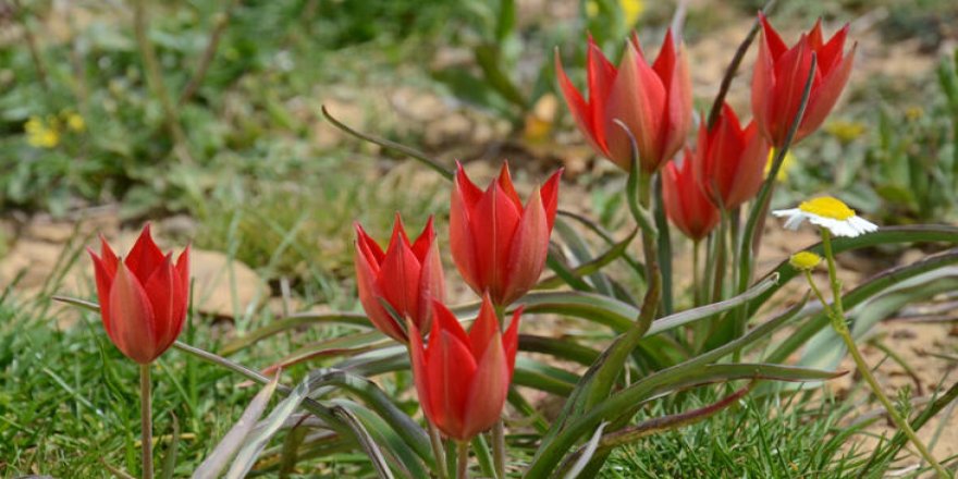 Koparmanın cezası 73 bin 747 lira!