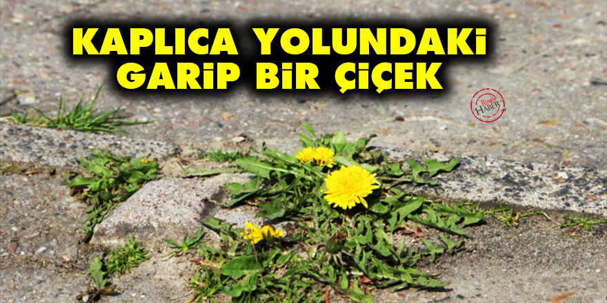 Kaplıca yolundaki garip bir çiçek