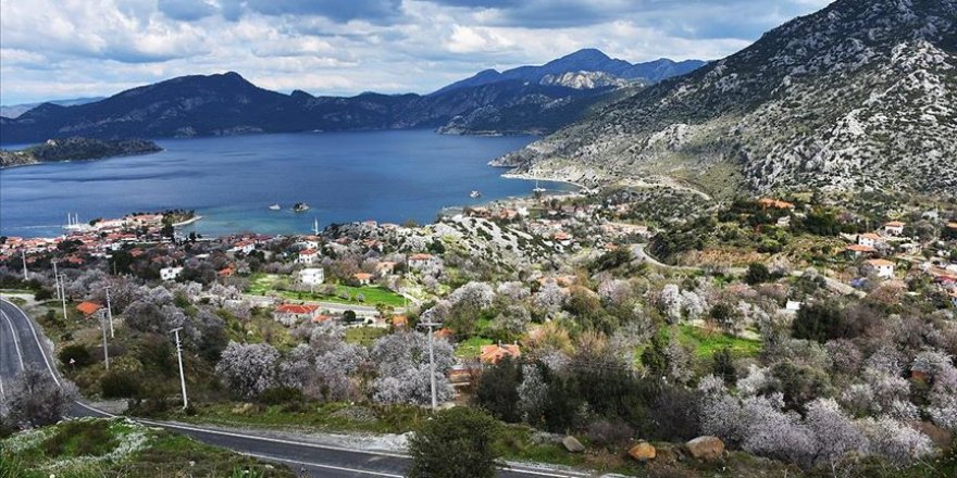 Marmaris'te badem ağaçları çiçek açtı