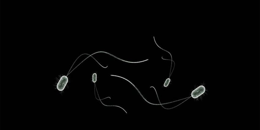 Subhanallah! Nefes almayan bir canlı keşfedildi