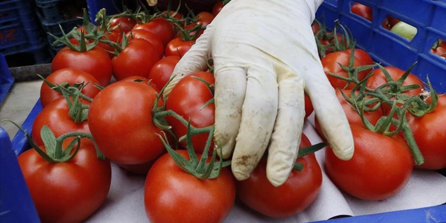 Rusya, Türkiye'den domates ithalat kotasını artırdı