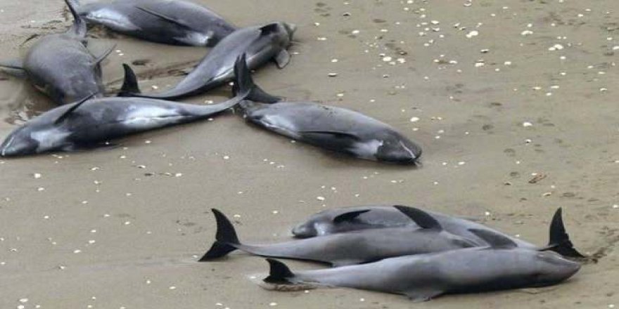 Yüzlerce yunus Fransa kıyılarına vurdu