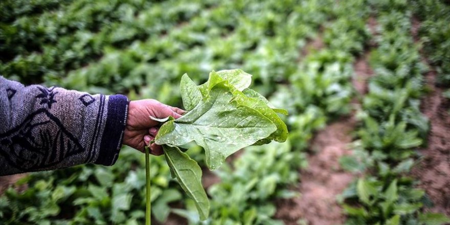 İsrail'in Gazze'ye sıktığı böcek ilaçları tarım arazilerini ve Filistin ekonomisini tehdit ediyor