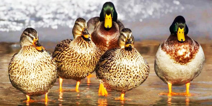 Çekirge istilasından kaçan insanoğlu 'ördek ordusu'na sığındı