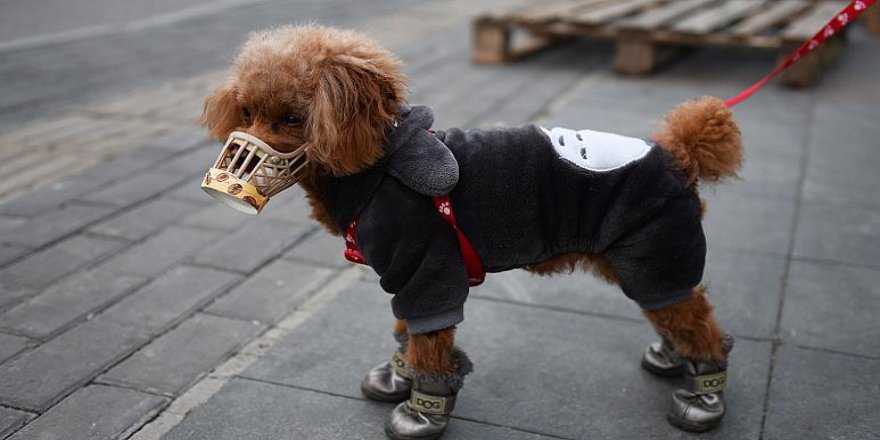 Hong Kong'da evcil köpekte koronavirüse rastlandı; hayvan karantinaya alındı