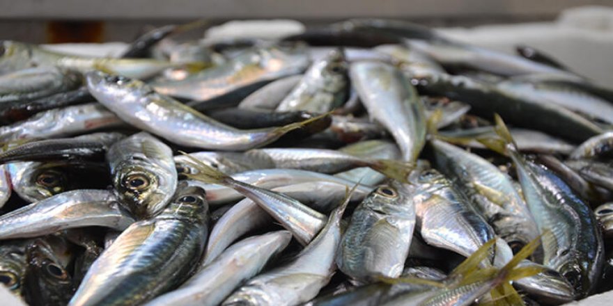 Karadeniz’de balık piyasasında durgunluk