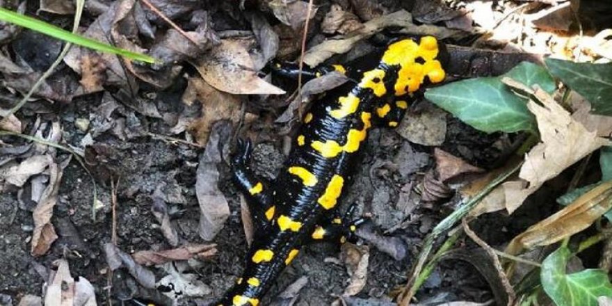 Osmaniye'de 10 santim uzunluğunda sarı benekli semender görüntülendi!