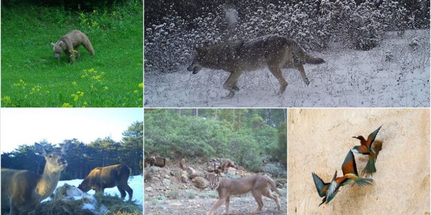 Türkiye'nin yaban hayatı zenginliği fotokapanlara yansıdı