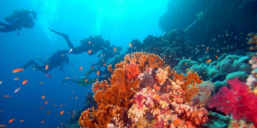 30 binden fazla canlı türünün nesli tükenme tehlikesiyle karşı karşıya