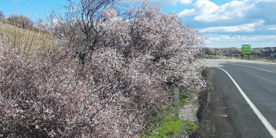 Baharın müjdecisi cemrenin düşmesiyle ağaçlar çiçek açtı
