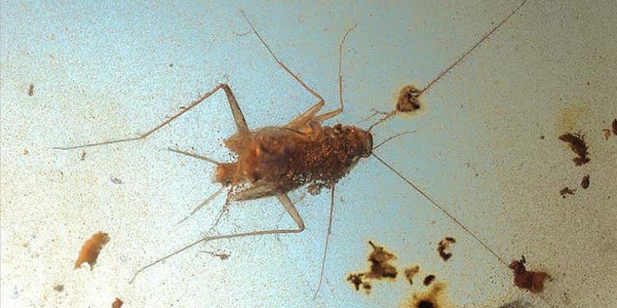 Dinozorlar döneminden kalma hamam böcekleri bulundu