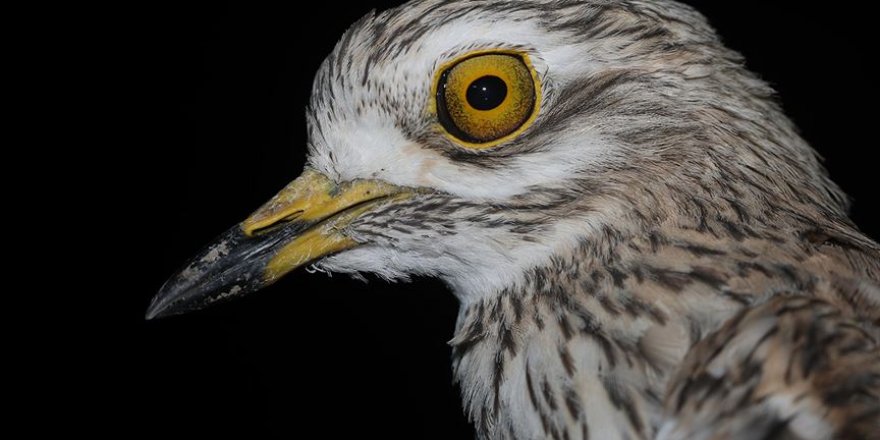 Verici takılan kıyı kuşunun göç sırasında çölleri geçtiği tespit edildi