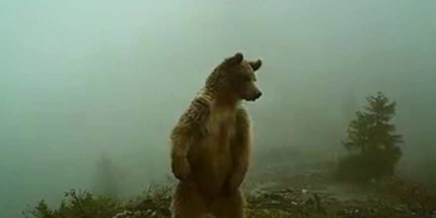 Kış uykusundan uyanan ayılar foto kapanla görüntülendi