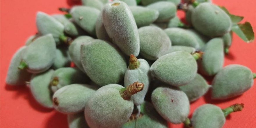 Mersin'de hasadı başlayan badem çağlası kilogramı 100 liradan satılıyor