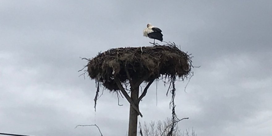 Baharın müjdecisi leylekler kendini Çanakkale'de gösterdi