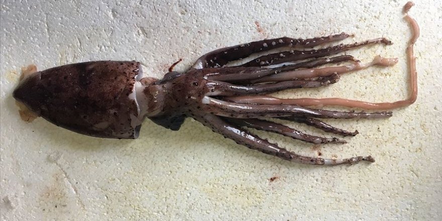 Türkiye kıyılarında yakalanan 'Akdeniz'in mücevheri' heyecanlandırdı