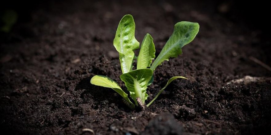 Uzay istasyonunda yetiştirilen marullar besleyici ve güvenli