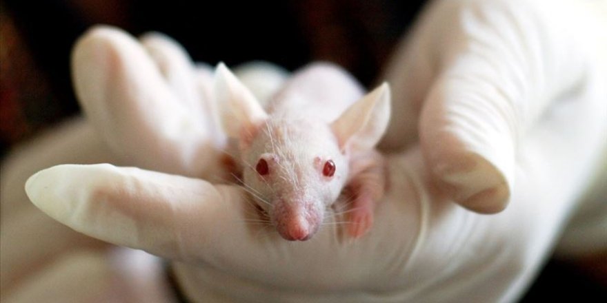 ABD ordusundan 'koronavirüs aşısı farelerde denenmeye başlandı' açıklaması