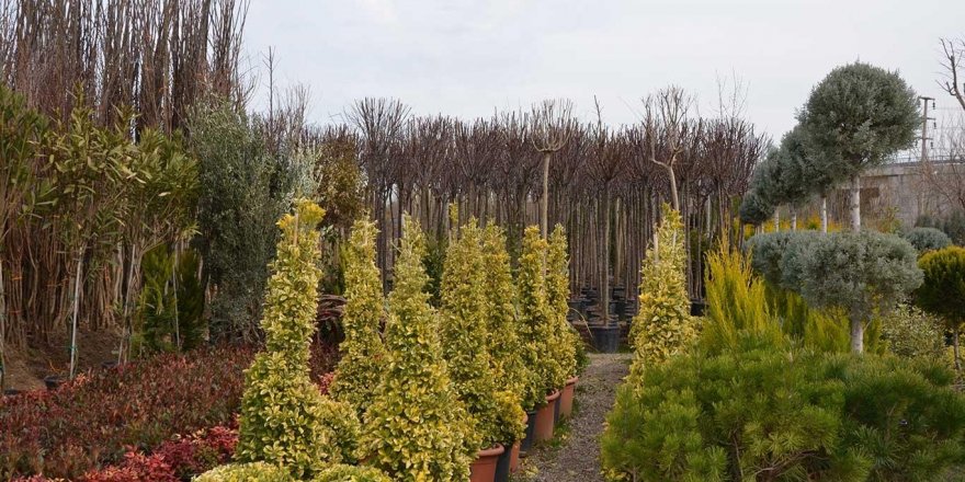 İlkbahar mevsimi ile birlikte fidan satışları başladı