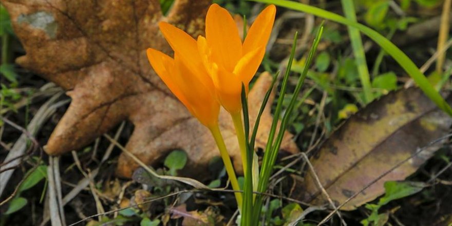 Baharın gelmesiyle İstanbulensisler de yüzünü gösterdi