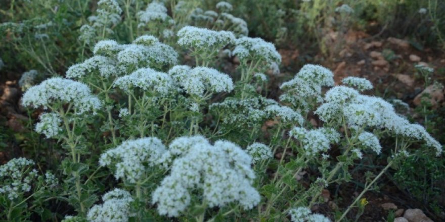 Denizli'de üretilen kekik 85 ülkeye ihracat ediliyor