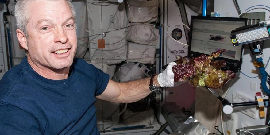 Uluslararası Uzay İstasyonu'ndaki Astronotlar, Yemesi Güvenli Marul Yetiştirmeyi Başardı