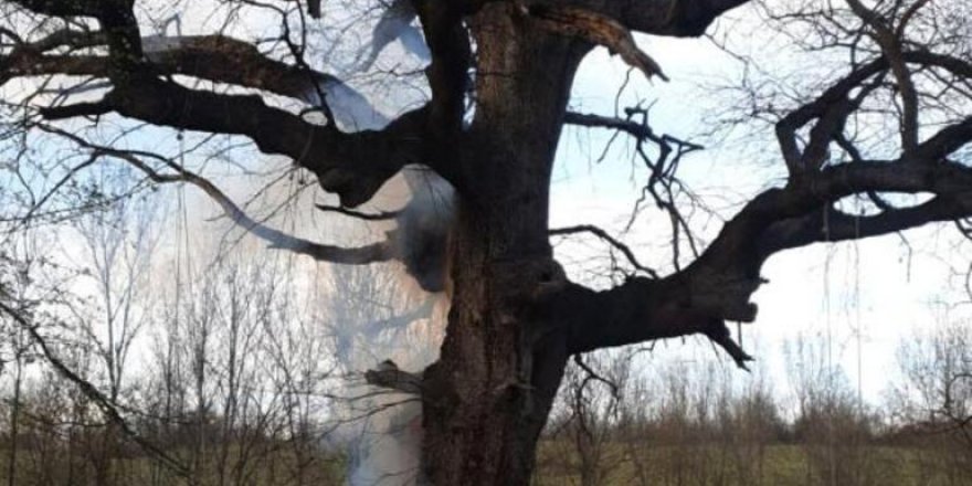 400 yıllık tarihi çınar ağacını yaktılar