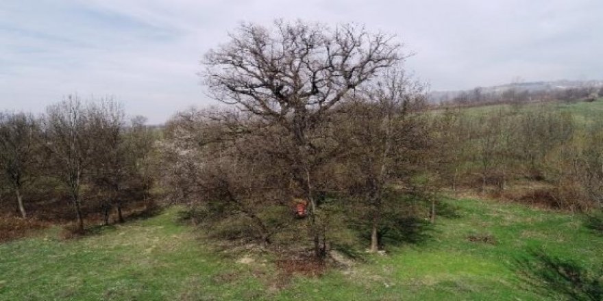 Bursa'da 400 yıllık çınarı tekrar yaktılar