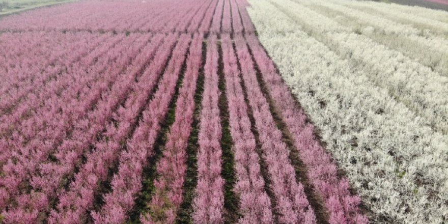 Hatay'da çiçek açan ağaçlar kartpostallık görüntüler oluşturdu