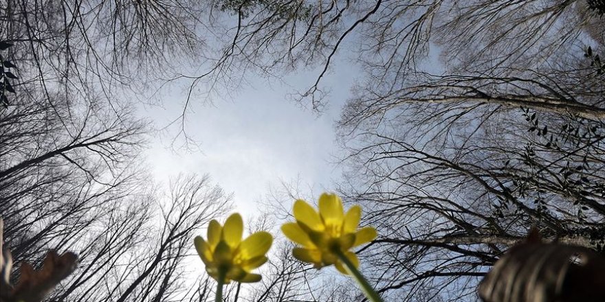 İğneada Longoz Ormanları her mevsim ayrı güzel