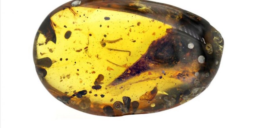 99 milyon yıllık kehribar içinde 'en küçük dinozor fosili' keşfedildi