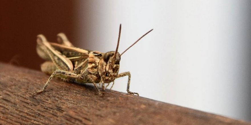 Çöl çekirgeleri yeniden üremeye başladı