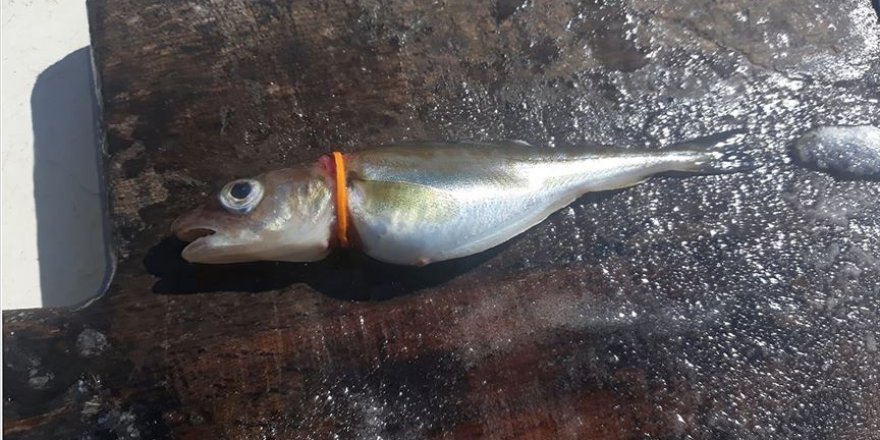 Deniz canlıları plastik tehdidi altında