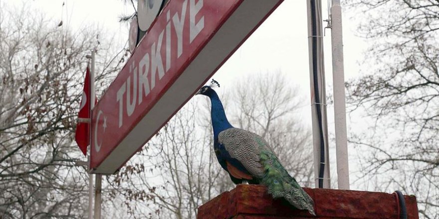 Yunanistan'ın sıktığı gazdan etkilenen tavus kuşları korumaya alındı