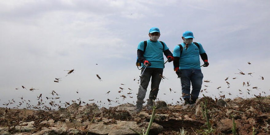 Çekirge istilası nedir?