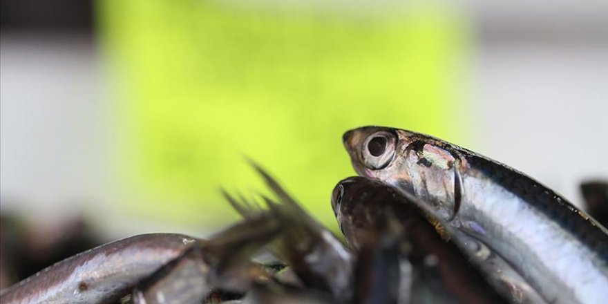 Hamsi sezonu kapanırken fiyatlar tavan yaptı