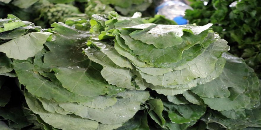 Bağışıklık sistemini güçlendiren kara lahana, sosyal medyadanın gündeminde