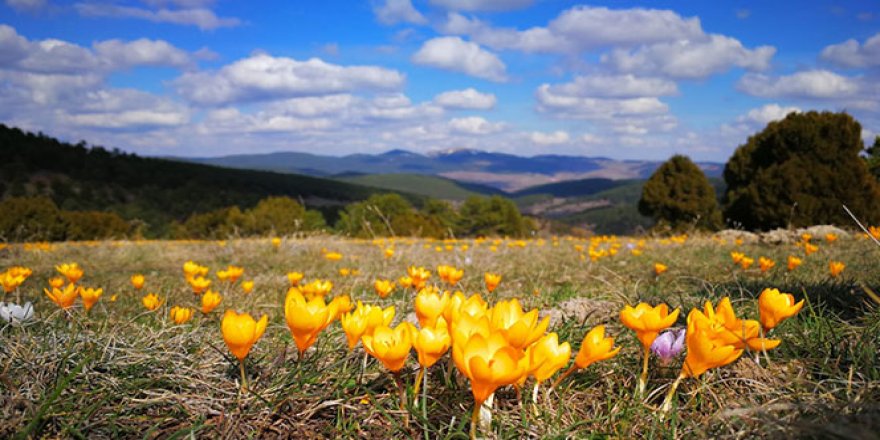 Baharın habercisi çiğdem çiçeklerini hayranlıkla görüntülediler